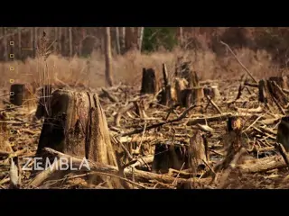Leidt de vraag naar biomassa tot grootschalige kaalkap? (2017) | Zembla